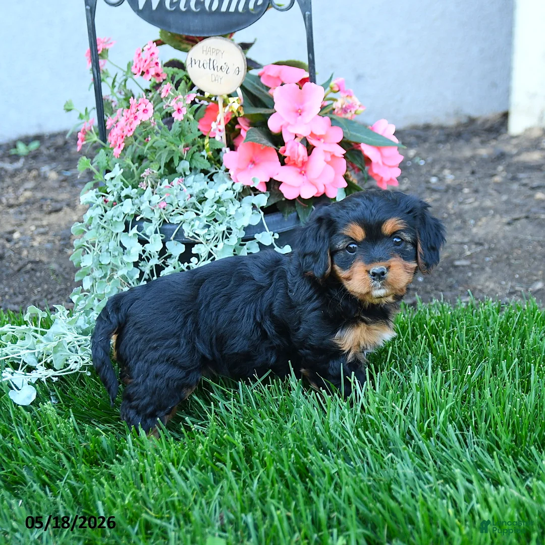 Mixed Breed dogs for sale: Tessa - Ad 1