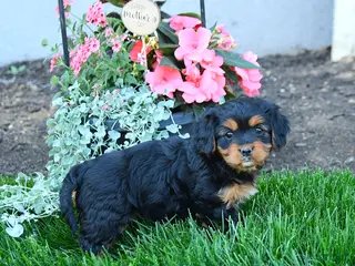 Mixed Breed dogs for sale: Tessa - Ad 4