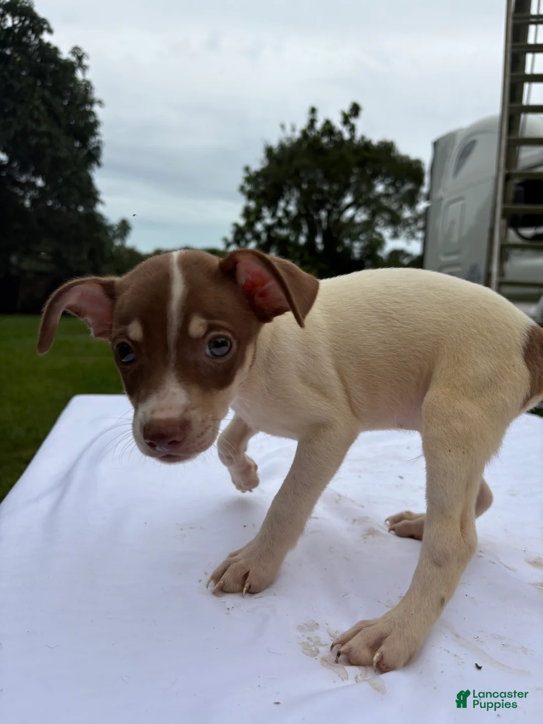 Rat Terrier dogs for sale: Rat Terrier 7 - Ad 2