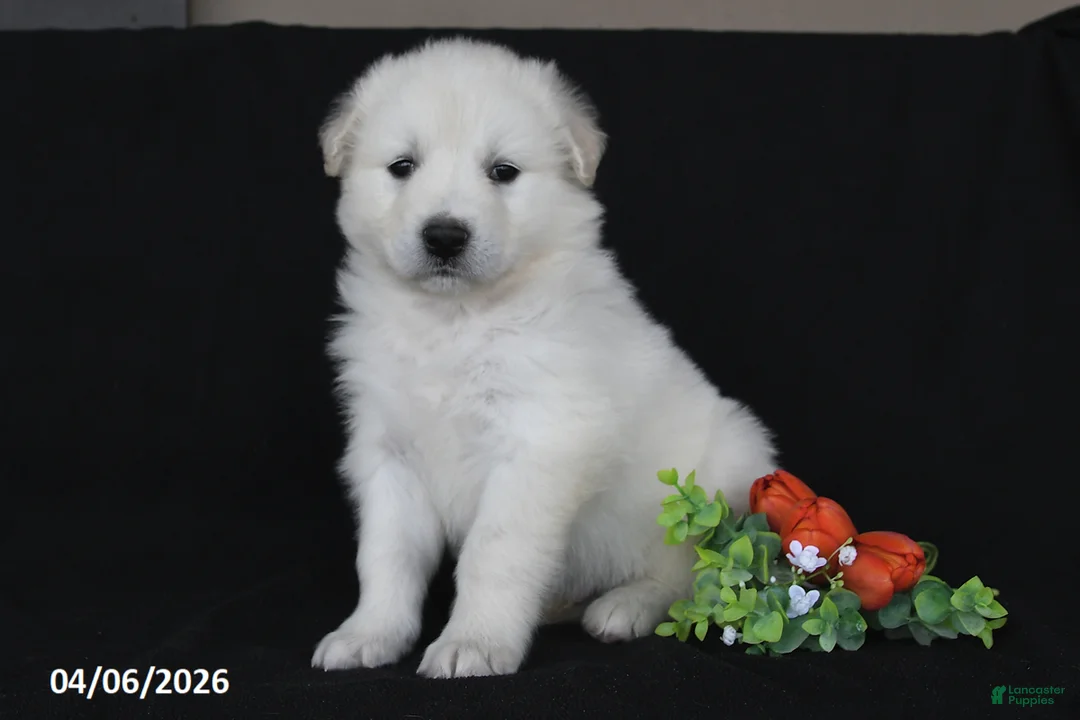Golden Retriever dogs for sale: Conner - Ad 1