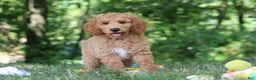 Standard Poodle dogs for sale: Leo - Ad 3