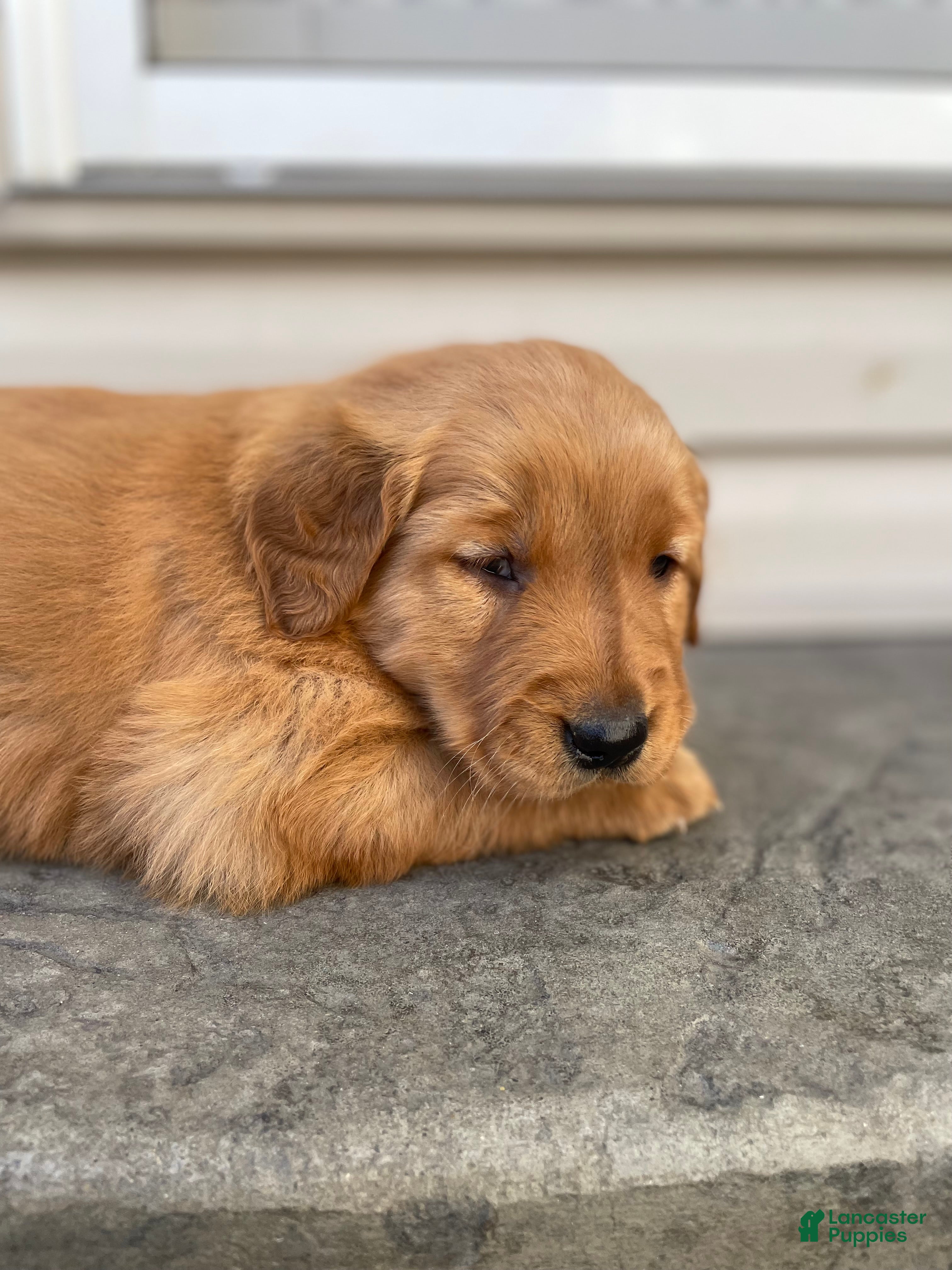 Golden Retriever dogs Angel - Ad 2