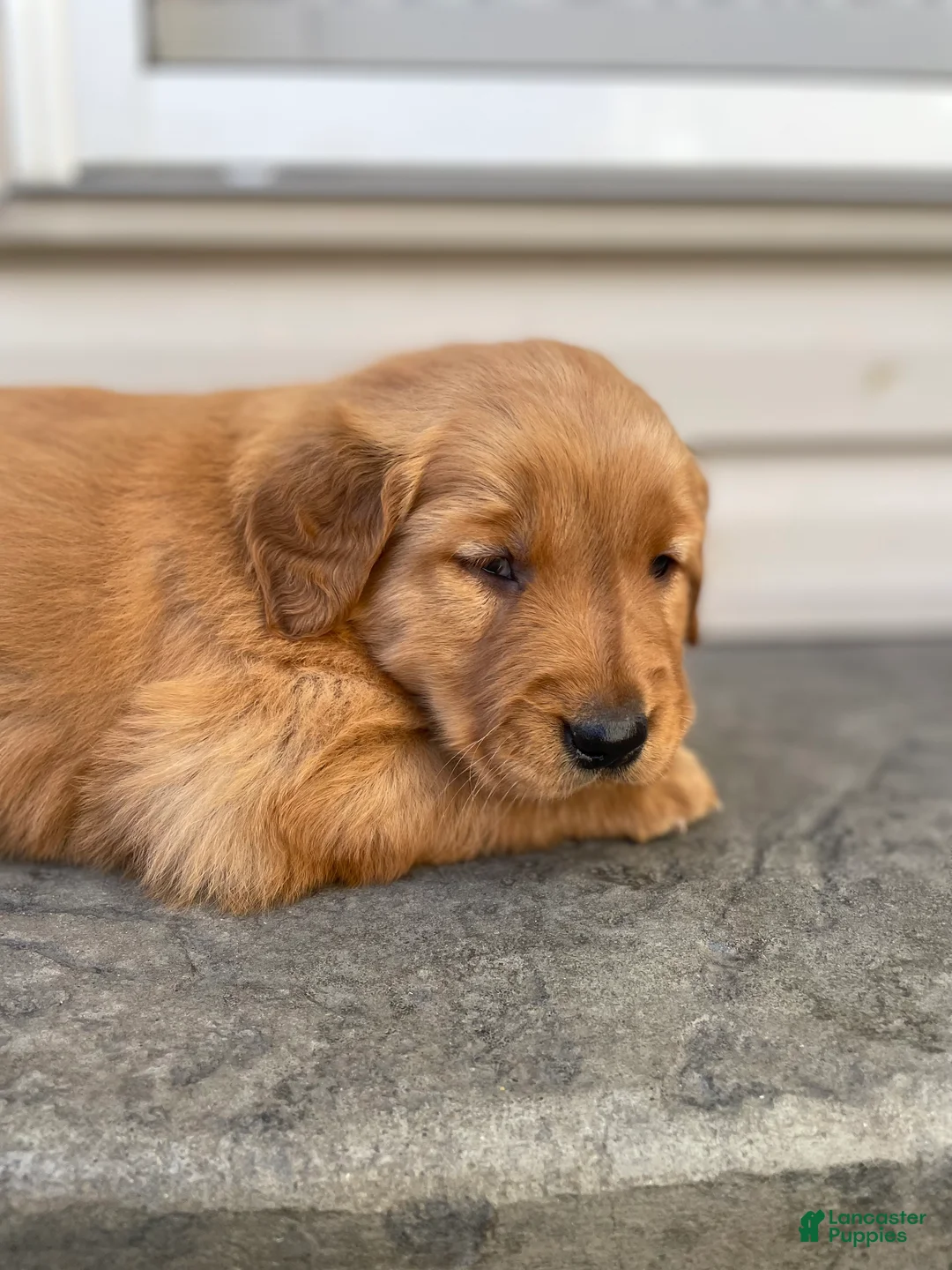 Golden Retriever dogs for sale: Angel - Ad 2