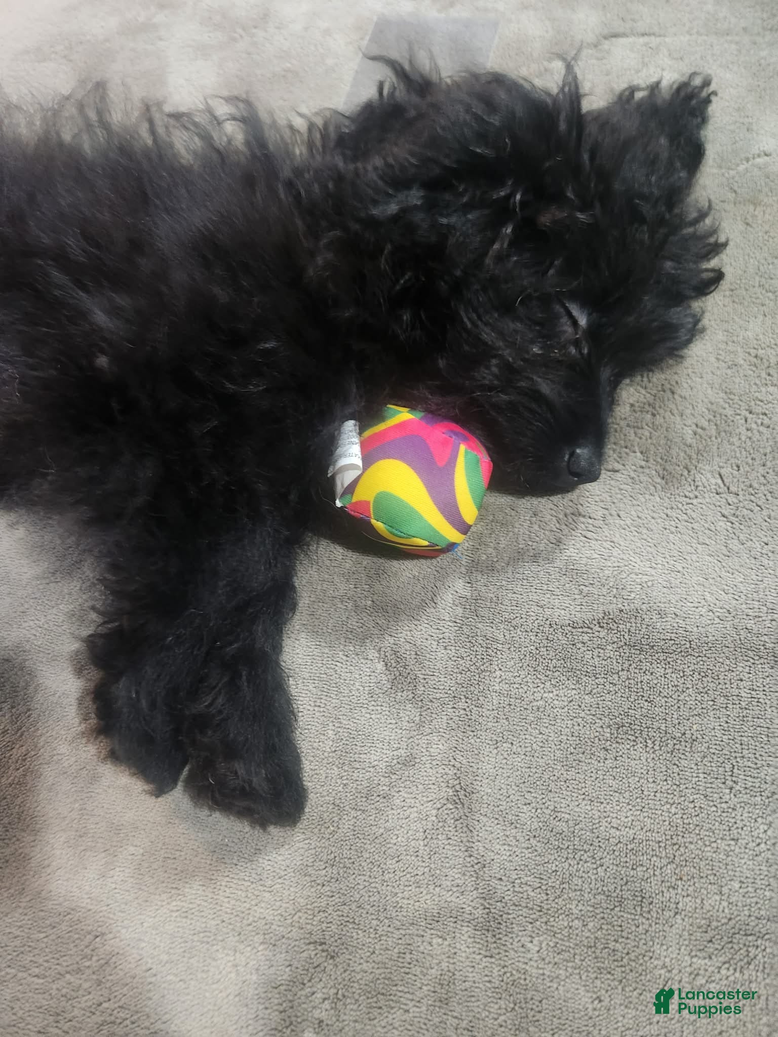 Pomapoo dogs Onyx  - Ad 2