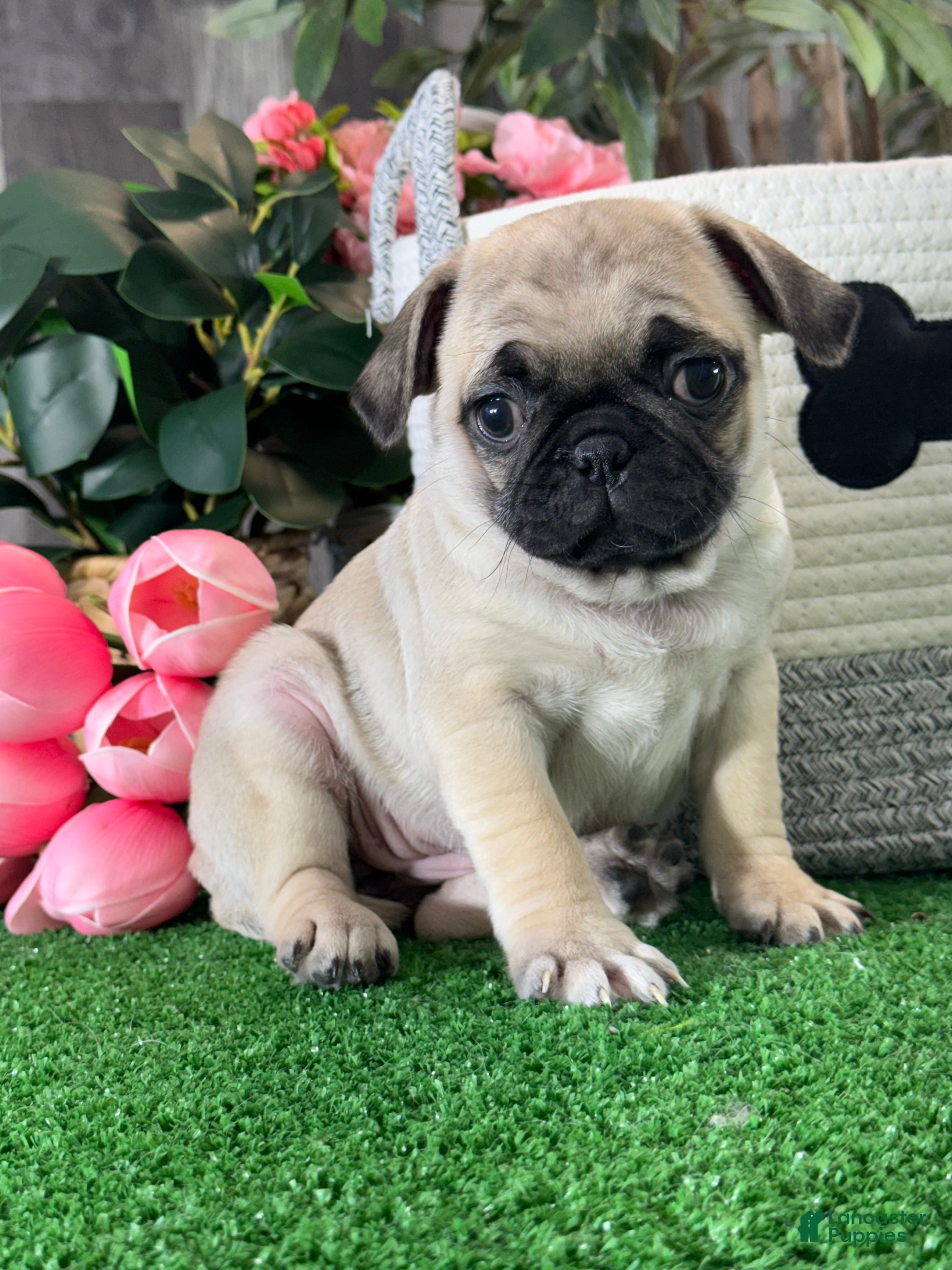 Pug dogs Peggy - Ad 42