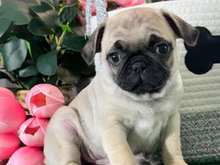 Pug dogs Peggy - Ad 42