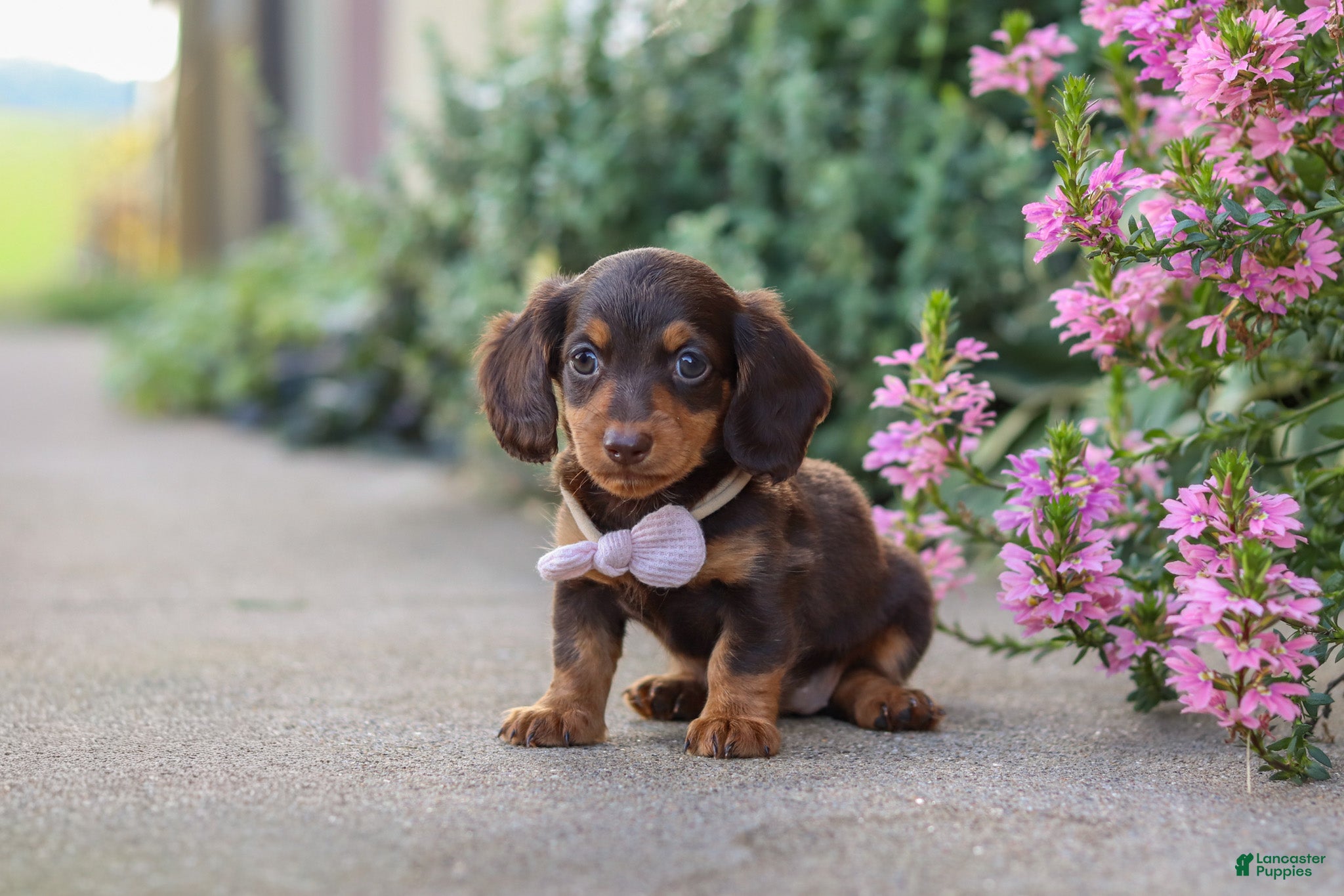 Miniature Dachshund dogs Lila - Ad 2