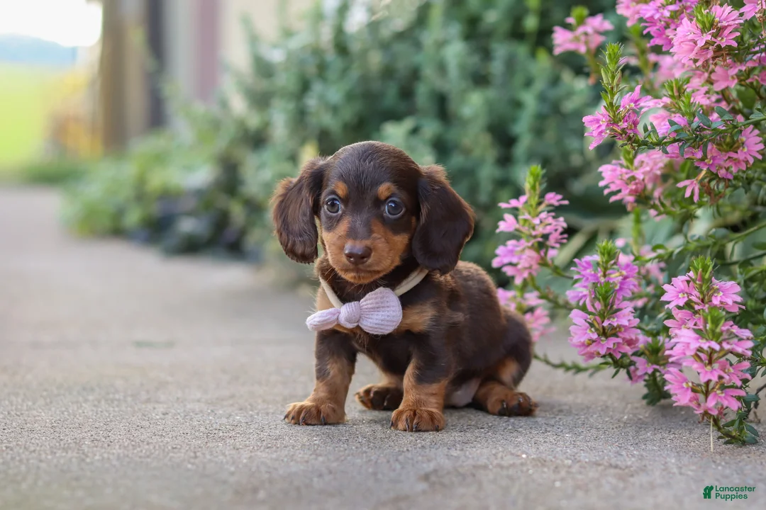 Miniature Dachshund dogs for sale: Lila - Ad 2