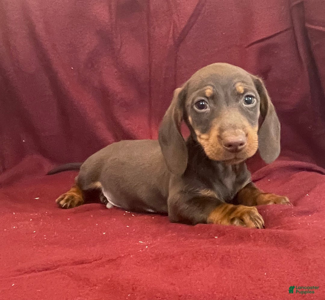 Miniature Dachshund dogs for sale: Dean - Ad 1