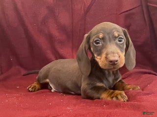 Miniature Dachshund dogs Dean - Ad 15