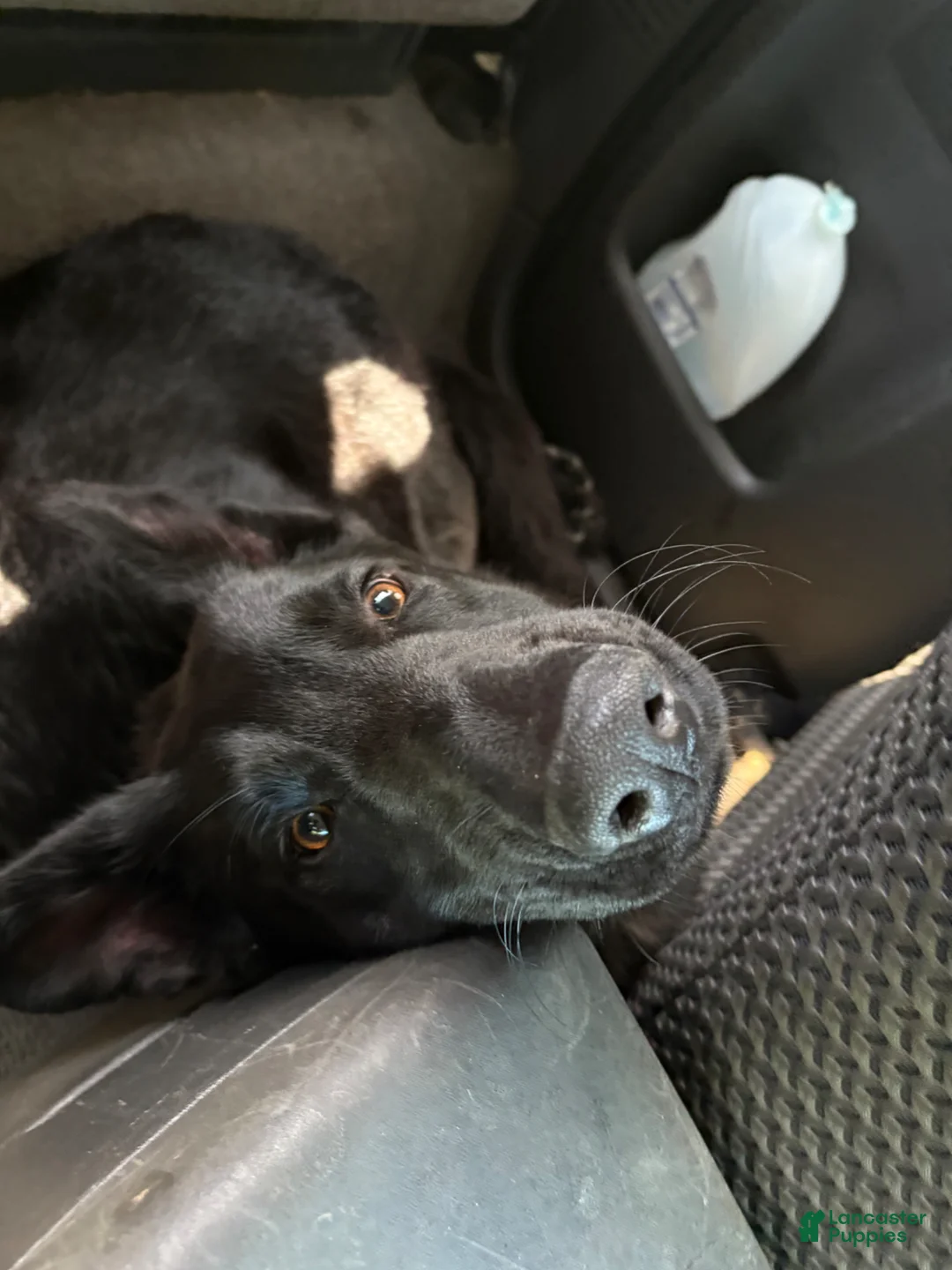 German Shepherd dogs for stud: Riot Cooper Torchia - Ad 2