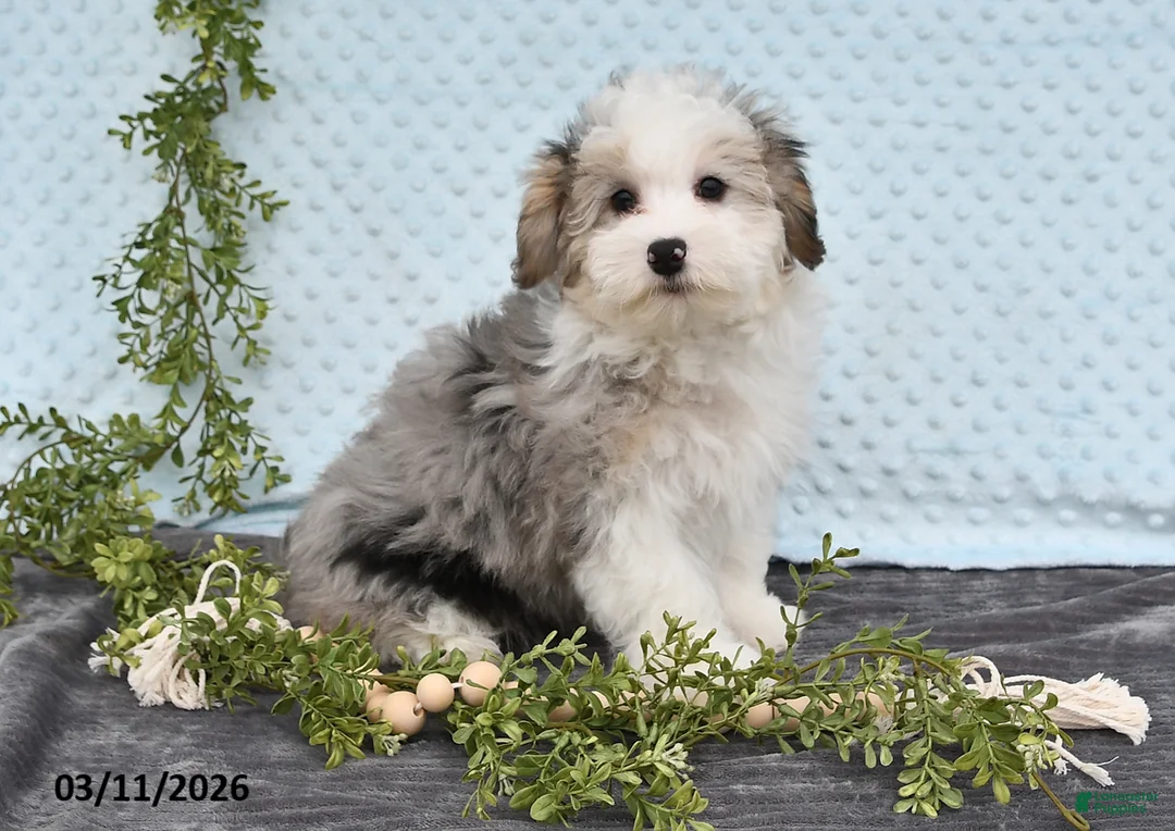 Havapoo dogs for sale: Emerson - Ad 2