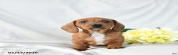Miniature Dachshund dogs for sale: Max - Ad 3