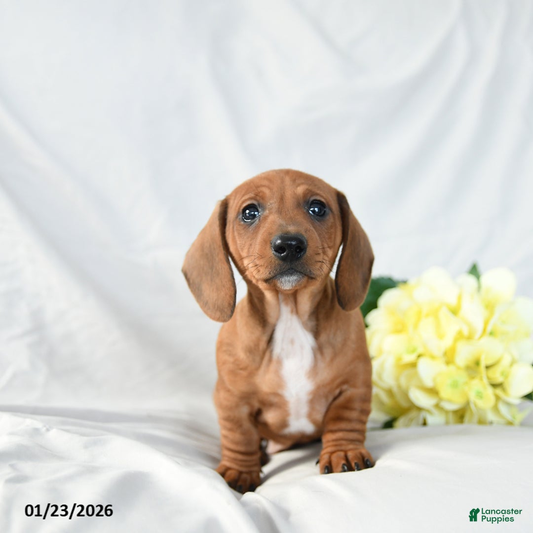 Miniature Dachshund dogs for sale: Max - Ad 3