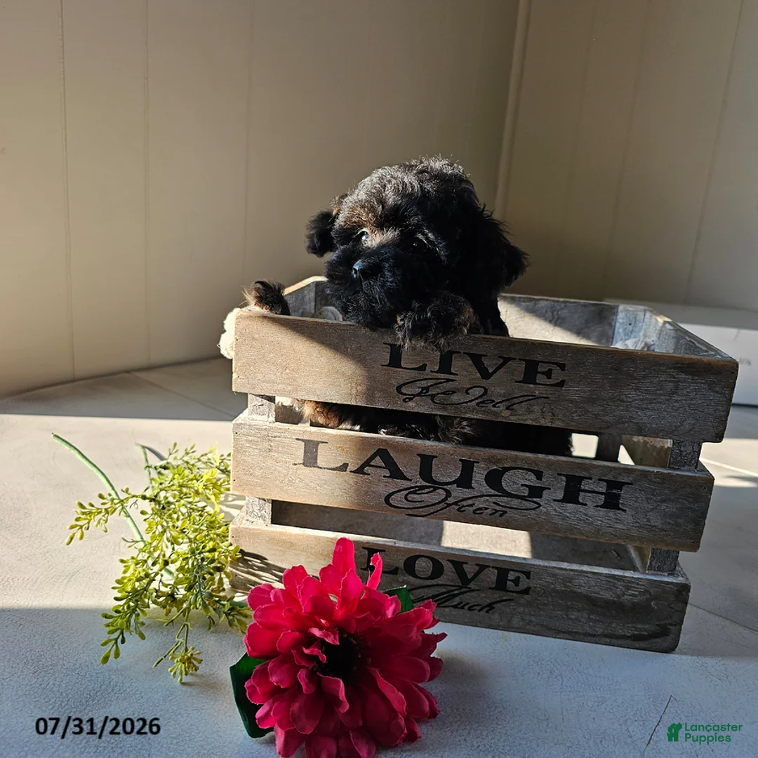 Miniature Poodle dogs for sale: Olivia - Ad 1