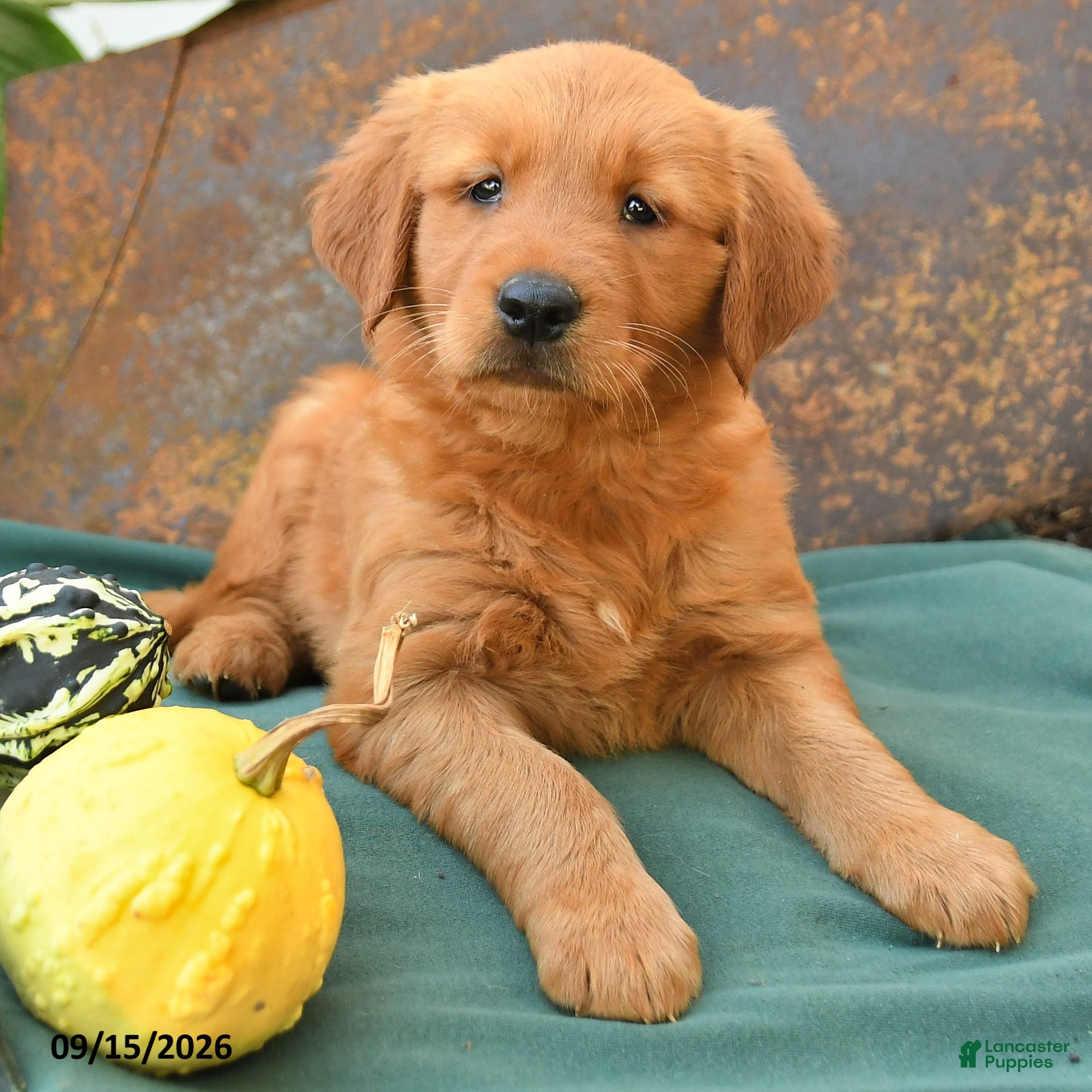 Golden Retriever dogs Addie - Ad 2