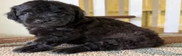 Mixed Breed dogs for sale: Shadow - Ad 2