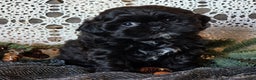 Shihpoo dogs for sale: Johnny - Ad 7