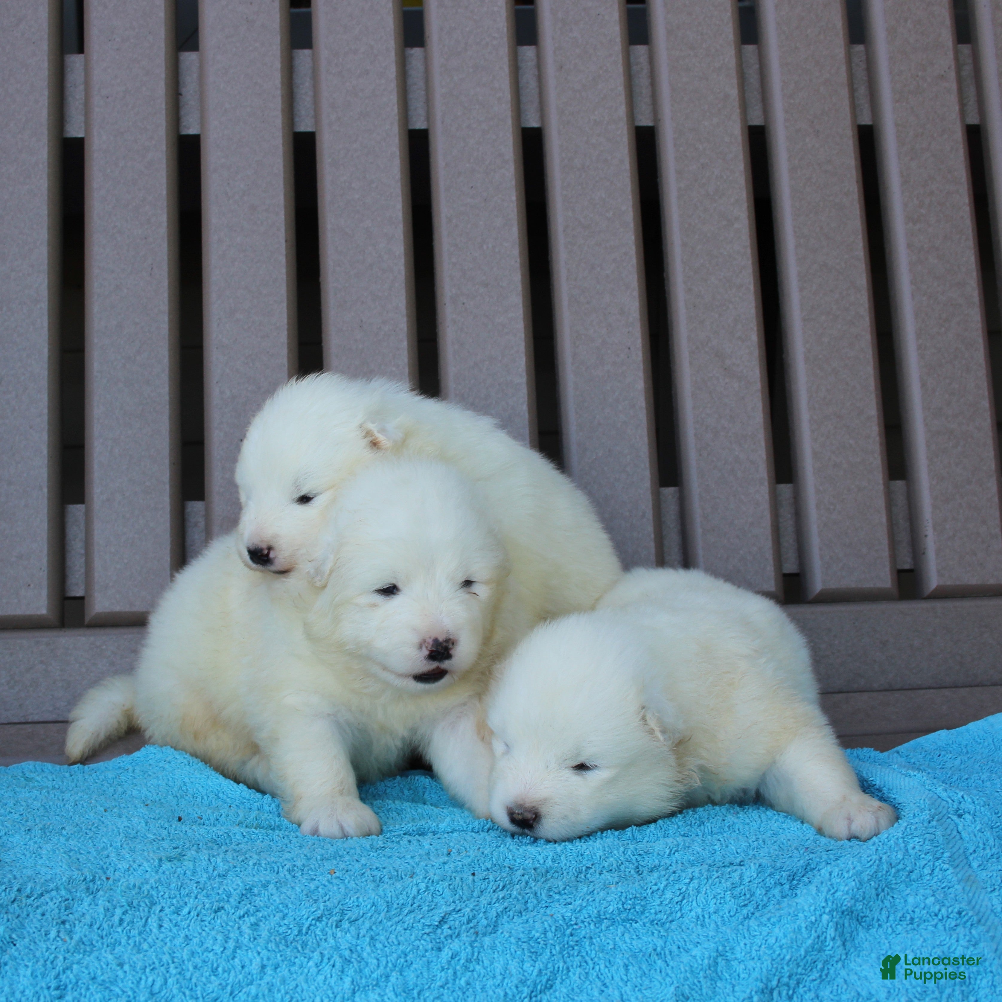 Samoyed dogs King  - Ad 1