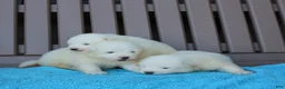 Samoyed dogs for sale: King  - Ad 1
