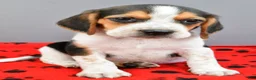 Beagle dogs for sale: Diamond - Ad 7