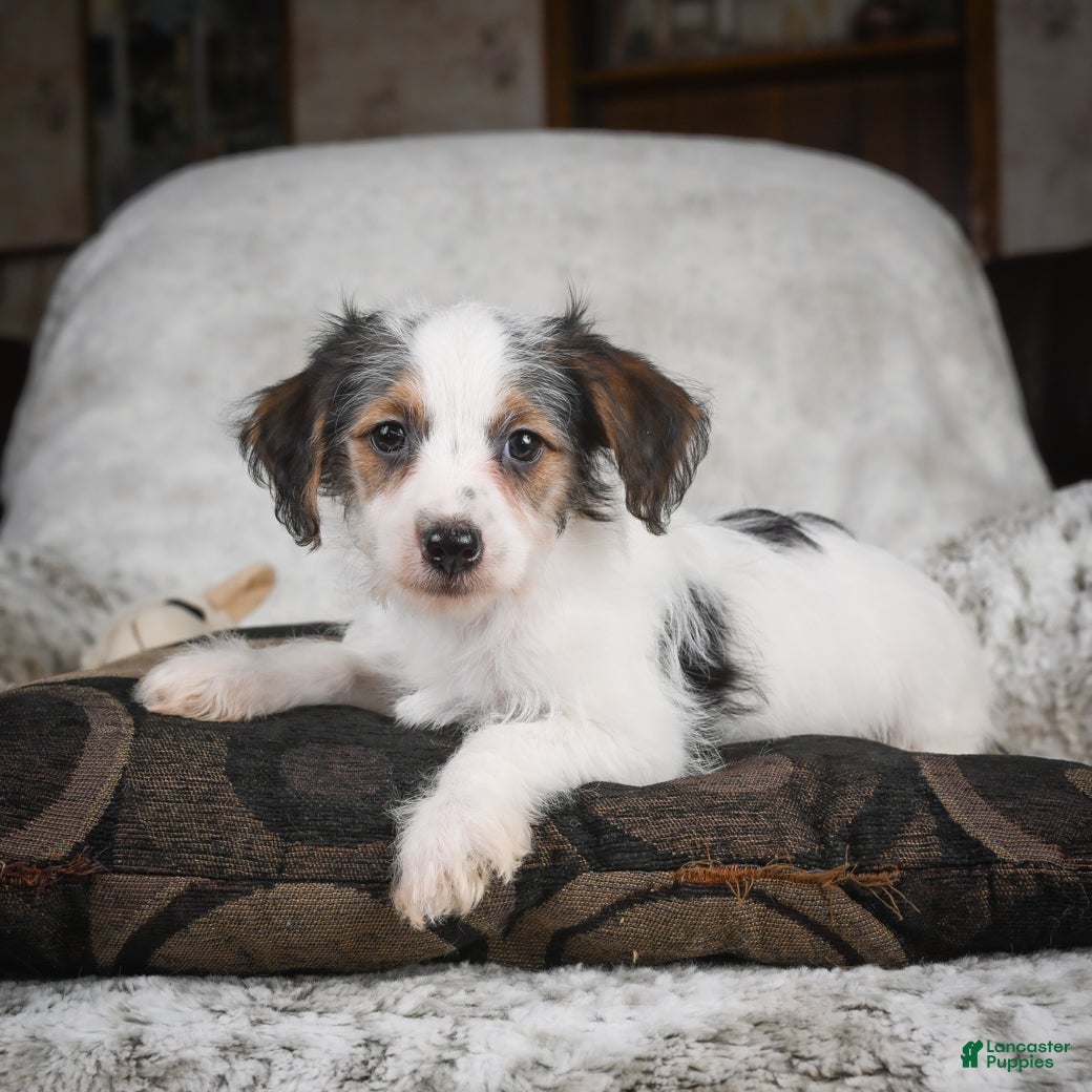 Mixed Breed dogs Cookie - Ad 1