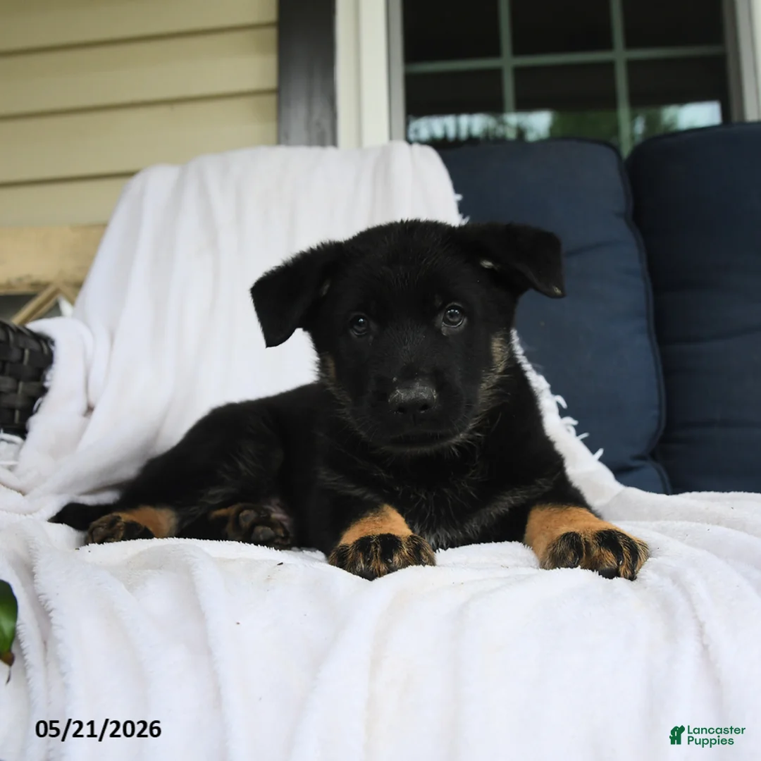 German Shepherd dogs for sale: Otto - Ad 2