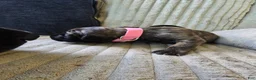 Mixed Breed dogs for sale: Pink-Full Brindle - Ad 12