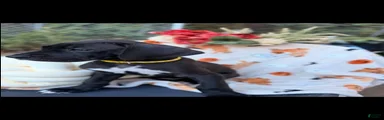 Great Dane 4