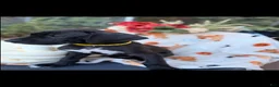 Great Dane dogs for sale: Great Dane 4 - Ad 1