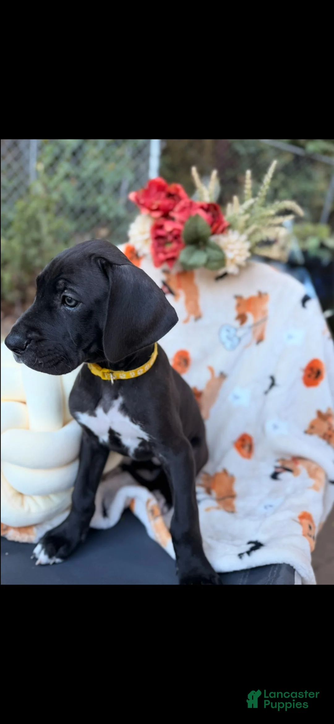 Great Dane dogs for sale: Great Dane 4 - Ad 1