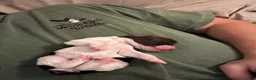 English Springer Spaniel dogs for sale: English Springer Spaniel 5 - Ad 4
