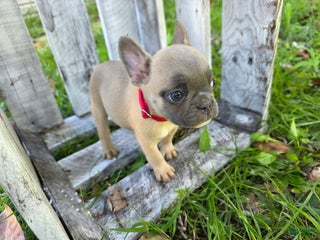 French Bulldog dogs - Ad 5