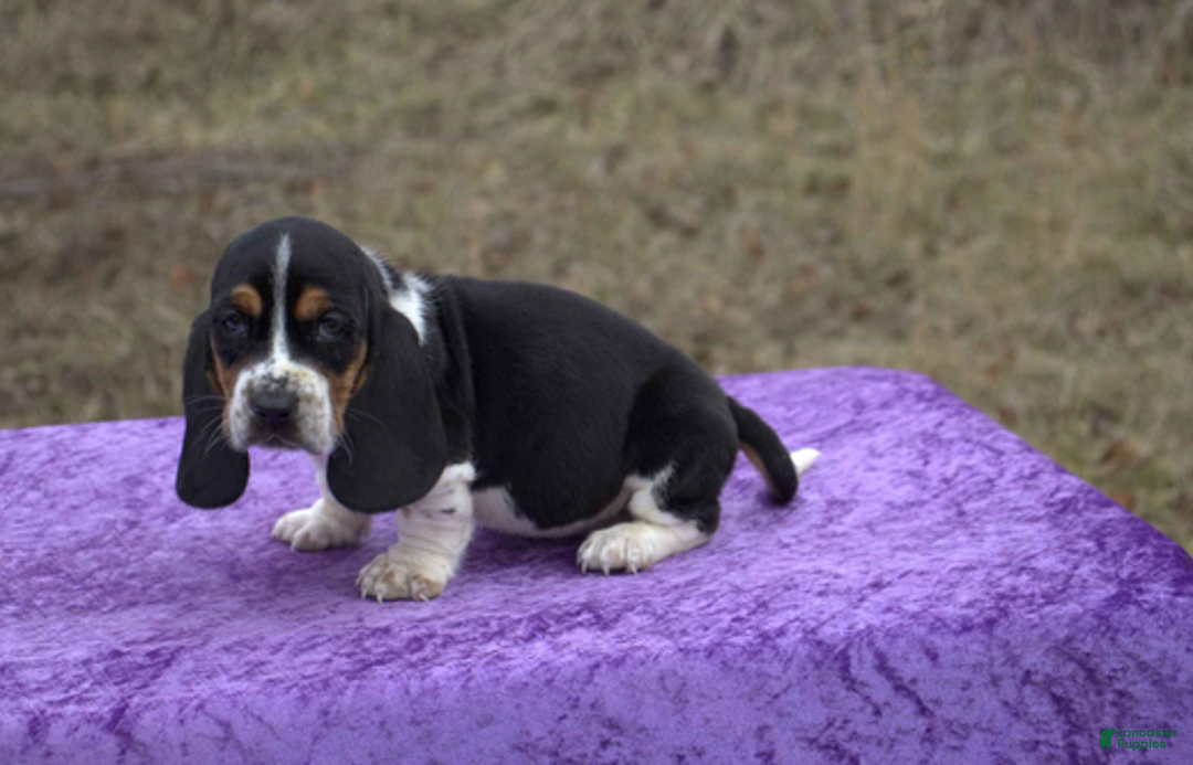 Basset Hound dogs for sale: Axel - Ad 1