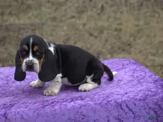 Basset Hound dogs Axel - Ad 1