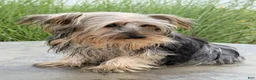 Yorkshire Terrier dogs for sale: Rocky - Ad 5
