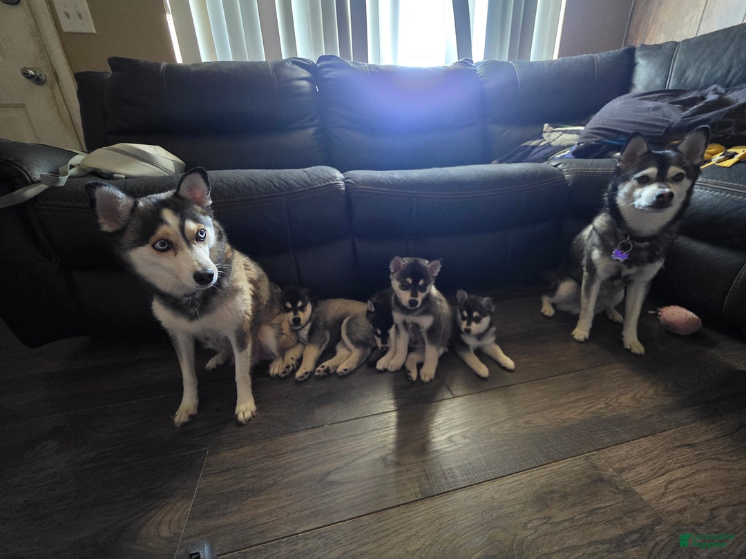 Alaskan Klee Kai dogs for sale: Binx - Ad 4