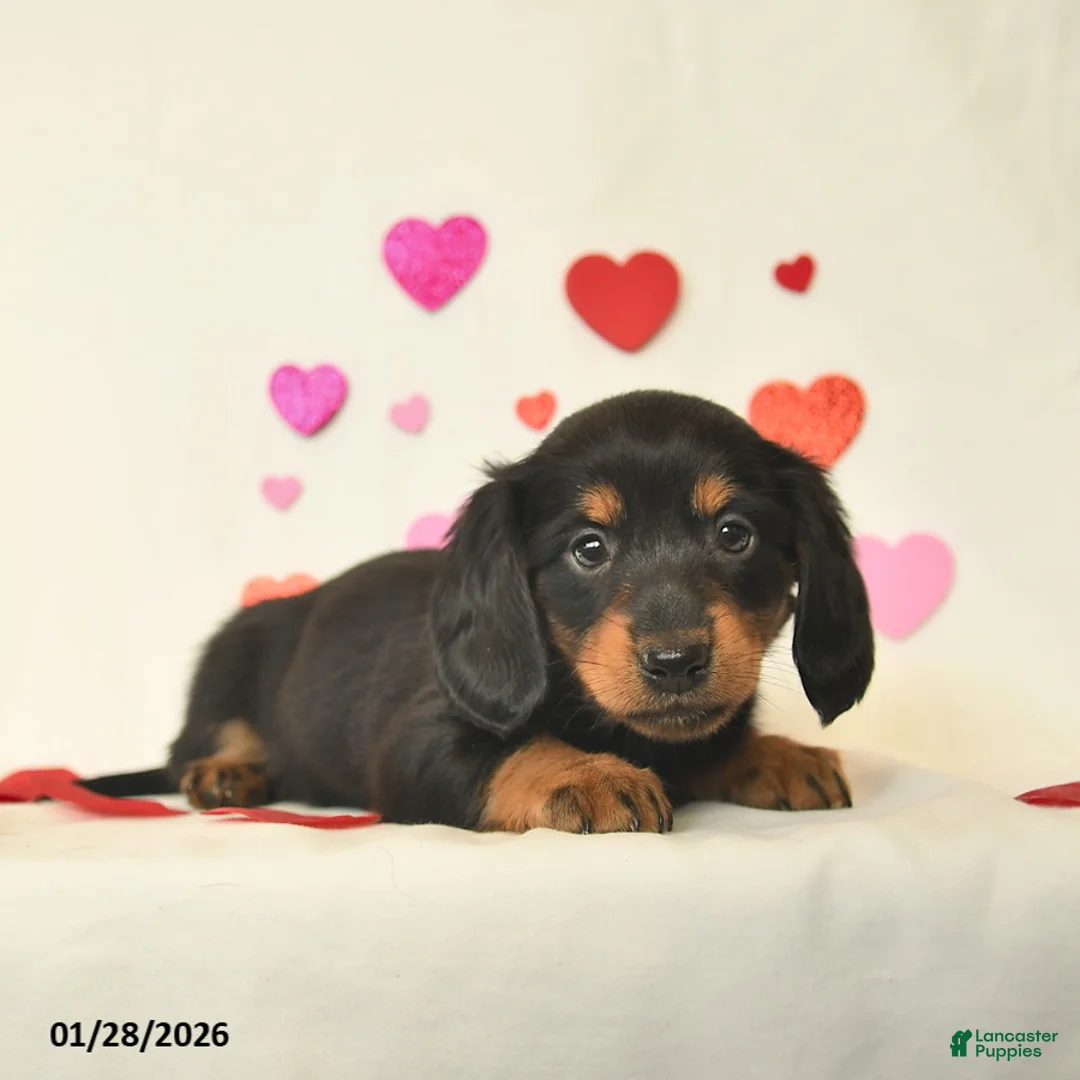 Miniature Dachshund dogs for sale: Oakley  - Ad 3