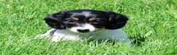 Miniature Dachshund dogs for sale: Lightning - Ad 4