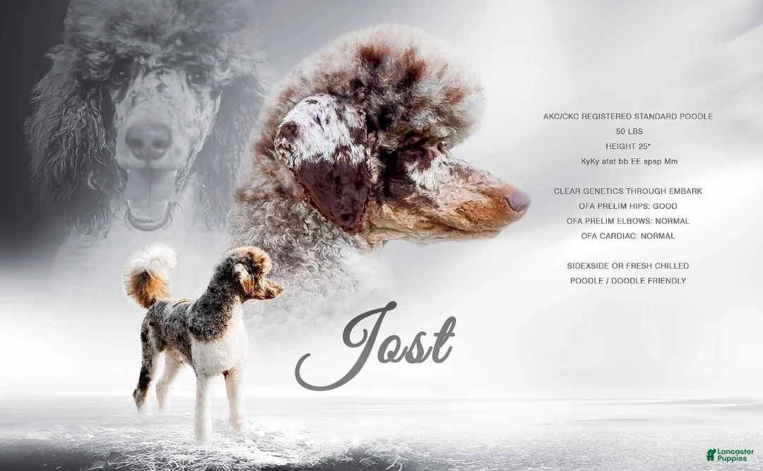 Standard Poodle dogs for sale: Whiskey AKC - Ad 4