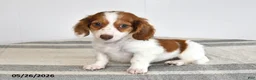 Miniature Dachshund dogs for sale: Domino - Ad 1