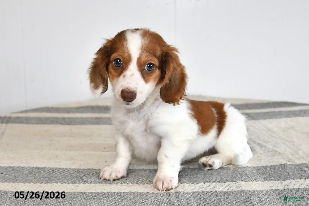 Miniature Dachshund dogs for sale: Domino - Ad 1