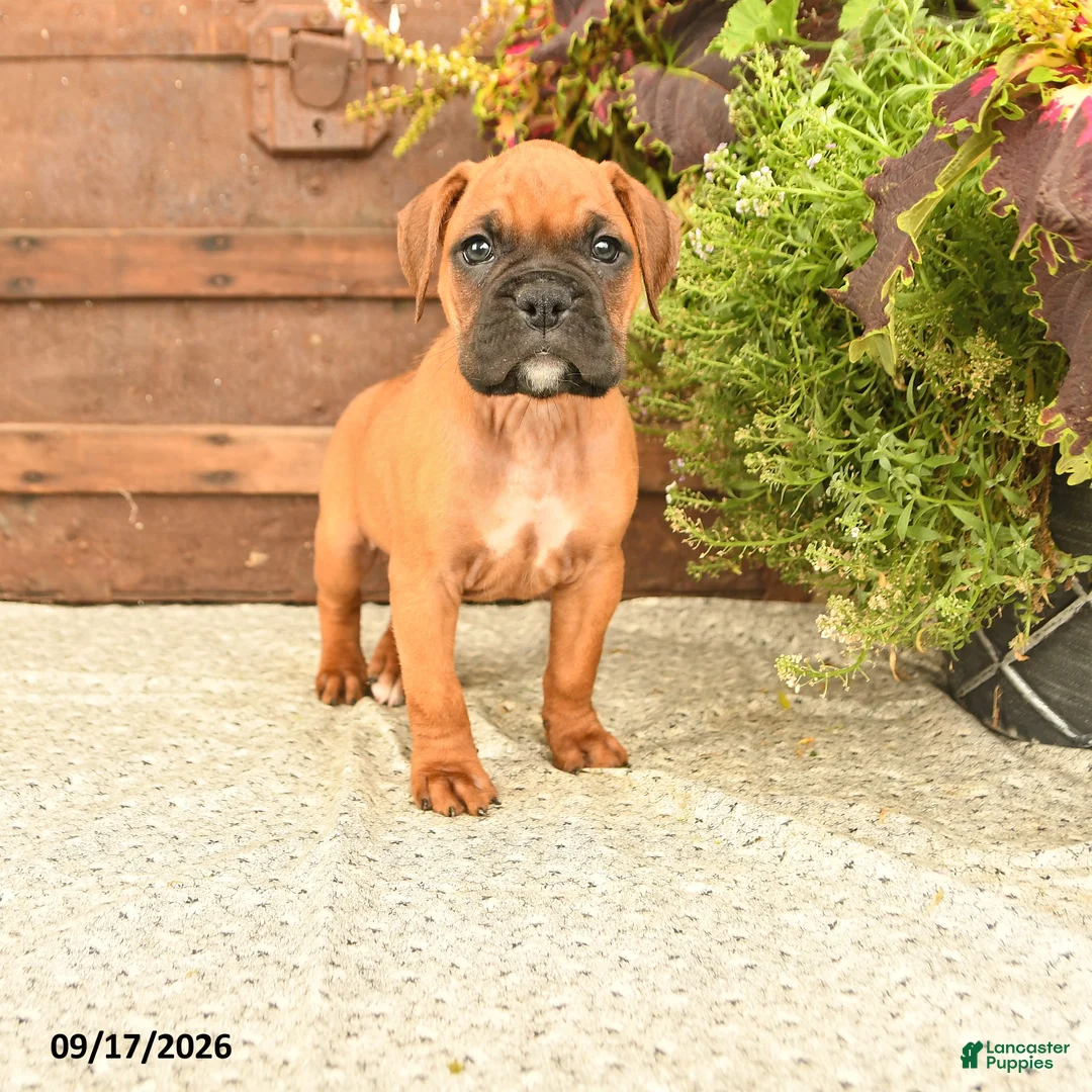 Boxer dogs for sale: Bailey - Ad 1