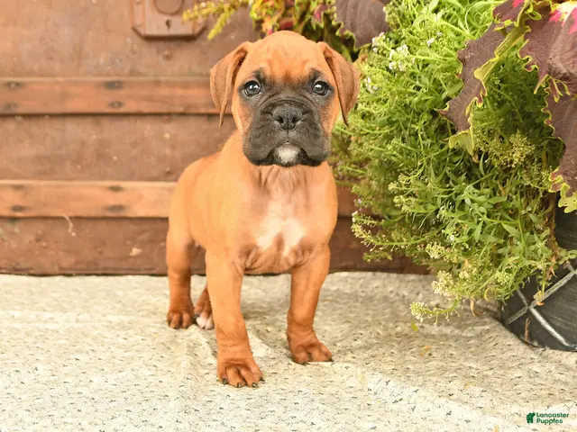 Boxer dogs Bailey - Ad 1