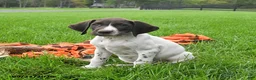 German Shorthaired Pointer dogs for sale: Siren - Ad 2