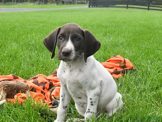 German Shorthaired Pointer dogs for sale: Siren - Ad 2