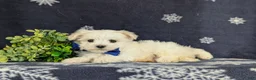 Maltese dogs for sale: Eddie 6 lbs Full Grown - Ad 4
