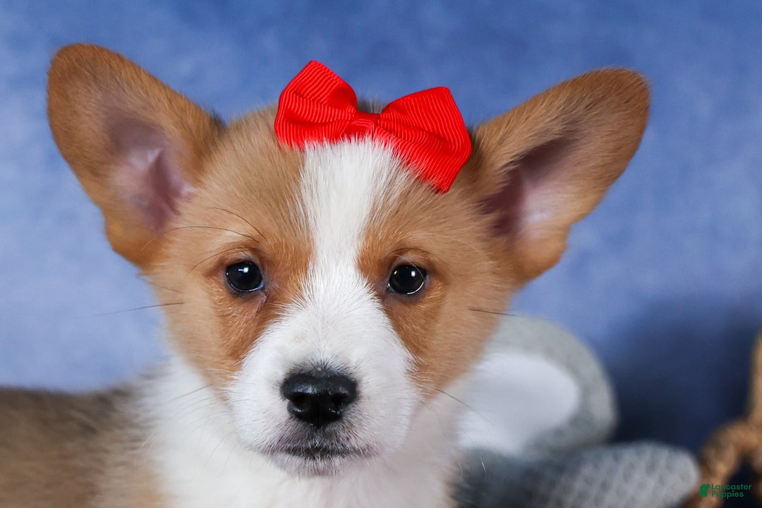 Welsh Corgi Pembroke dogs for sale: Mack - Ad 6