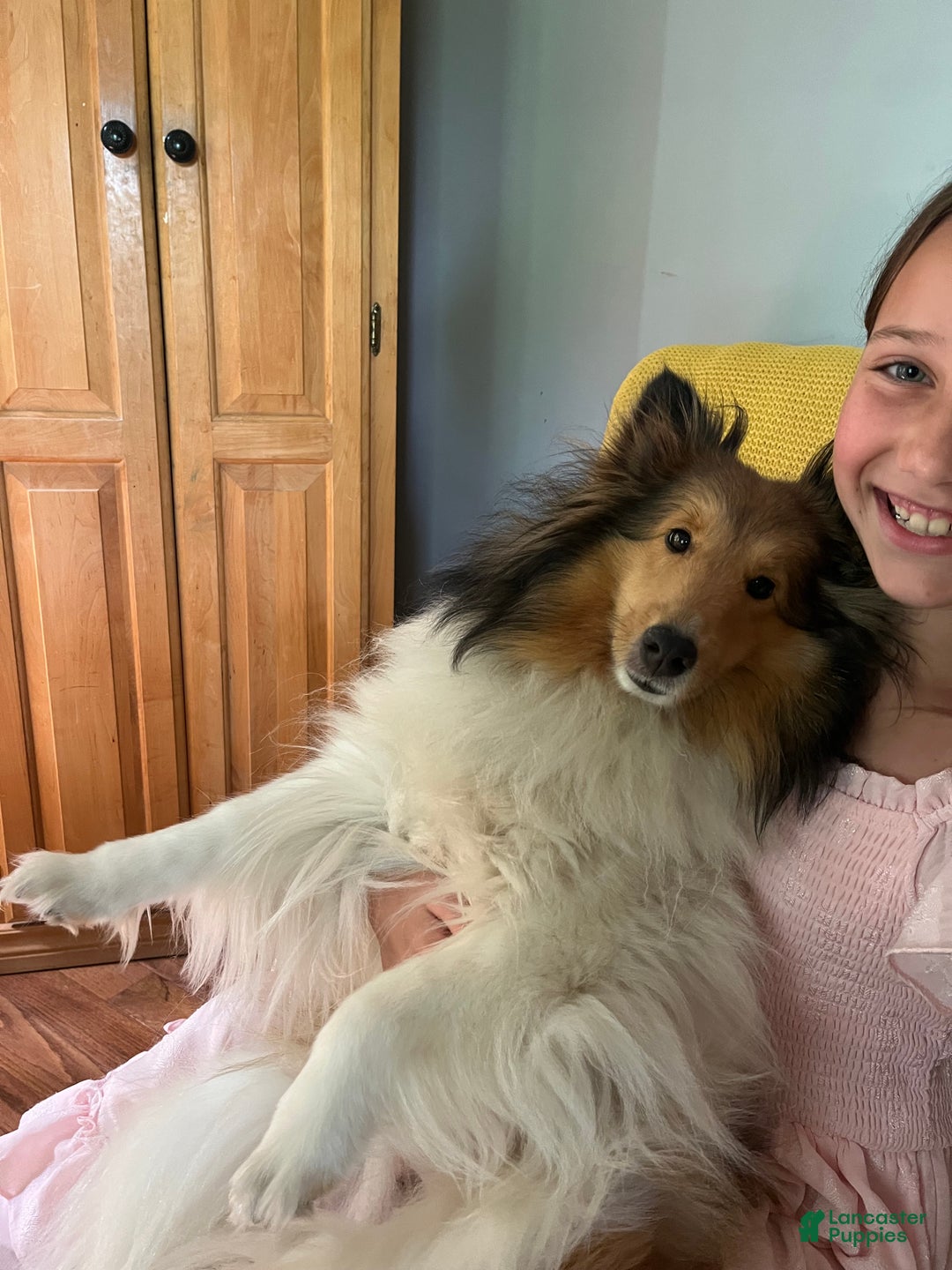 Shetland Sheepdog dogs for sale: Shetland Sheepdog Puppy 3 - Ad 8