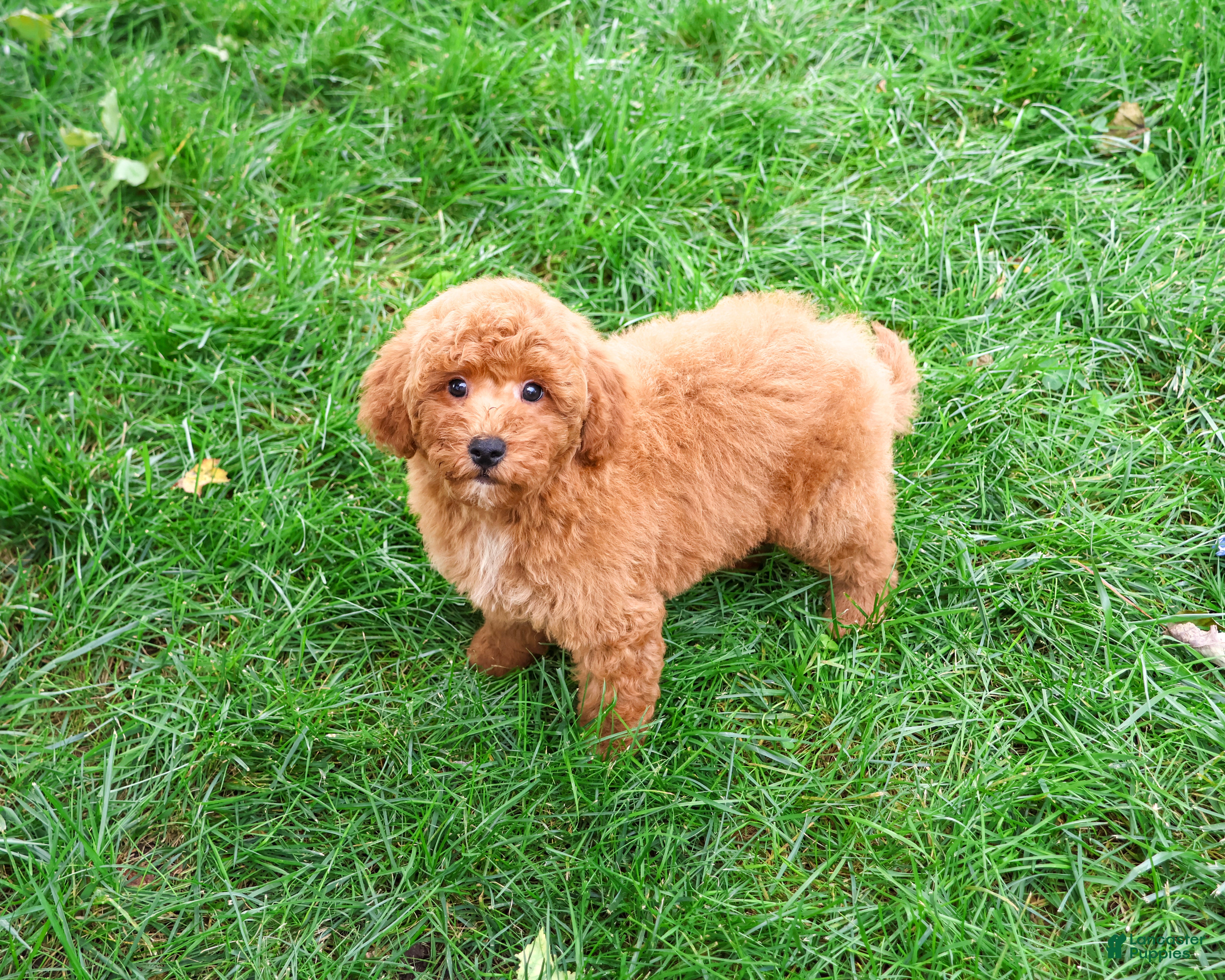 Mini Goldendoodle dogs for sale: Denny - Ad 4
